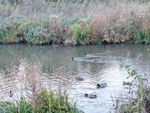 Waterfront Lodge Windsor Racecourse Marina