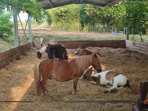 Unique Chambre 1 Centre Équestre Snack