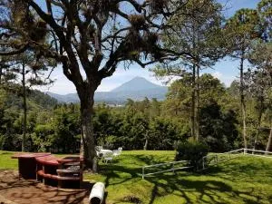Bosque Macadamia - Chimaltenango