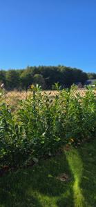 Święty Spokój Rusinowo- domki nad morzem z własnymi ogródkami