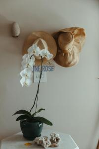 Dune Rose Yzerfontein Villa