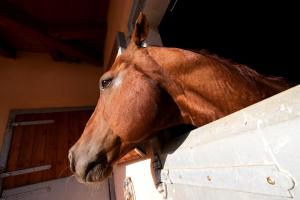 Fiori e Frutti Hotel Agriresort Venezia Mestre