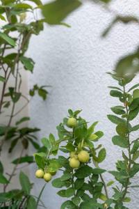 Villa Malami - Spacious Luxury Villa, 5 minutes to the Beach