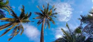 Joyful Paradise Beach Resort