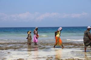 Kizimkazi Mkunguni, Zanzibar, Tanzania, Africa.