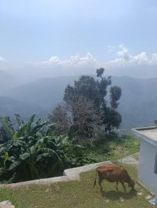 Apple Hilltop Homestay