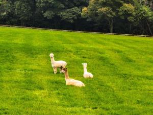 Sundew Cottage, Cosy 1 Bed, near Slane & Newgrange