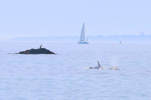 Large home with sea view