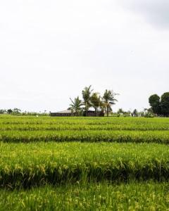 Seseh Townhouse - 2 Bedroom Ricefield House
