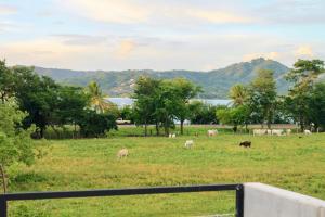 Nelblu Flamingo Suites