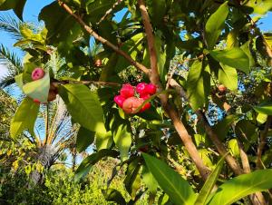 Olinda sítio Histórico Alto da Sé
