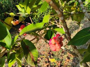 Olinda sítio Histórico Alto da Sé