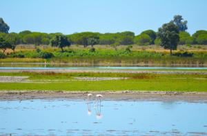 Miisterhost Perez Galdos Sanlucar centro