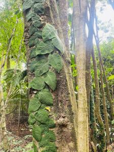 Beach Apartment with Pool and Lake - Playa Hermosa