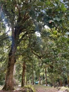 Entre Árboles Lodge