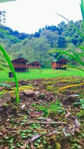 Entre Árboles Lodge