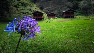 Entre Árboles Lodge