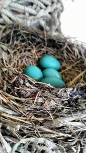 Apartment in Ft Collins