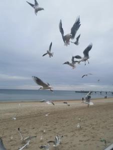 Hotel Diva Apartament prywatny przy morzu