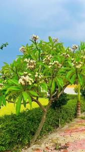 Pushp Vilas Resort - PVR