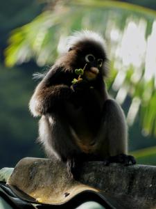 Chill Out Bar and Jungle Bungalows