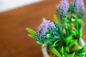 5 Bed Seaside Property with Garden , Parking and Games Room