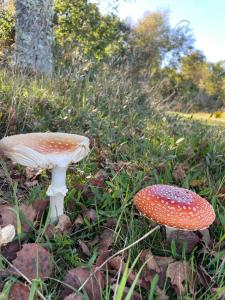 Lovely Holiday Home In The Middle Of Nature