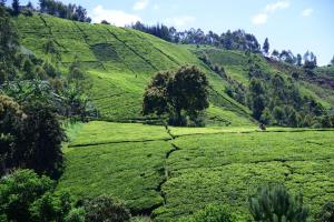 Tea-farm cottage by Aberdare forest river - 2348
