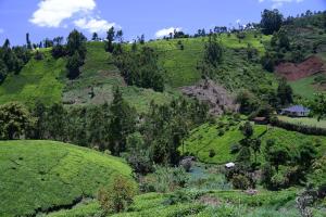 Tea-farm cottage by Aberdare forest river - 2348