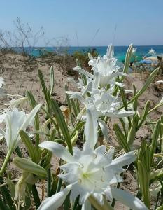 Visitsicilia Sabbia Dorata