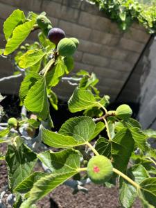 Oceanside Tropical Resort with HEATED POOL & SPA!