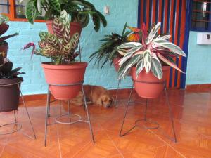 Melao Hostel Campestre y Vivero