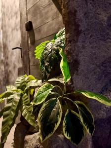 La love grotte immersion complète avec jacuzzi