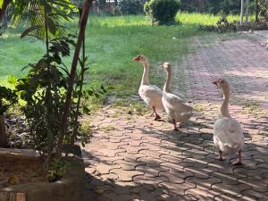 Sonar Banglas Motel Midway