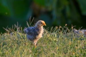 Agriturismo valsiniga - Your indipendent country Villaa natural park, with a stunning view, private garden and above ground pool in exclusive for you and your family!