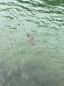 UBATUBA - Praia Sapé