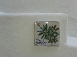 CASA Pitosforo CASA Ulivo