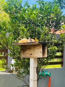 Bosque das Saíras no Mariscal Bombinhas SC