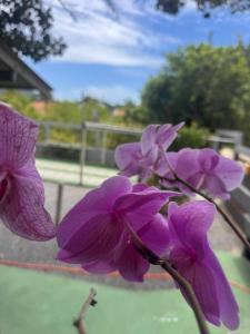 Bosque das Saíras no Mariscal Bombinhas SC