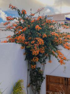 Tigiz Sunny flat in the heart of Mirleft