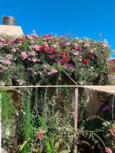 Tigiz Sunny flat in the heart of Mirleft