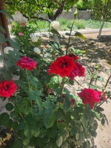 Cappadocia Essa Orange Stone House