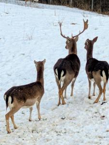Natur Appartments Riesen
