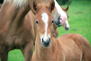 Appartement au coeur de la nature