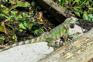 Casa Da Amazônia 1 with a riverside pool
