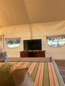 Ventricosa Jervis Bay