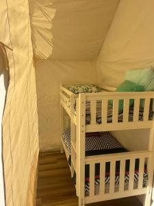 Ventricosa Jervis Bay