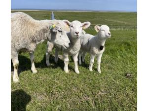 Bungalow in Strandnaehe, Dornumersiel