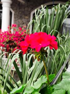 Tam Coc Full House Homestay