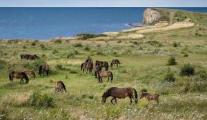 Cosy Cottage In The Heart Of Beautiful Bagenkop